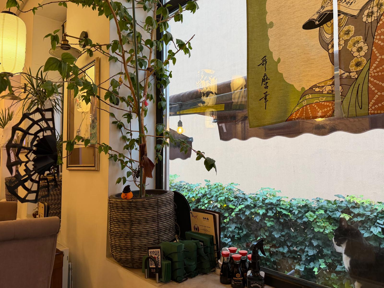 Colț cu plante și pisica restaurantului
