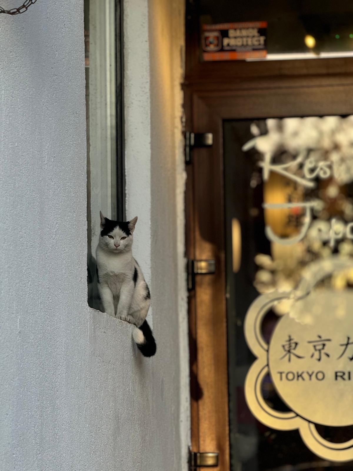Pisică la intrarea Tokyo Rikiya